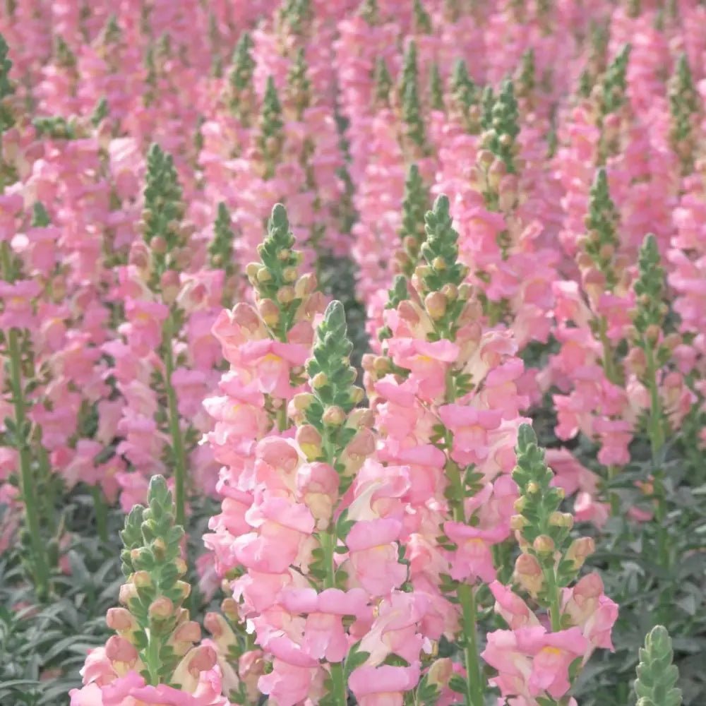 Dwarf Series Mixed Color Snapdragon Seeds - Verdseeds